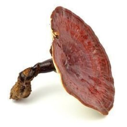 Fit in den Herbst - Die positiven Wirkstoffe von Vitalpilzen