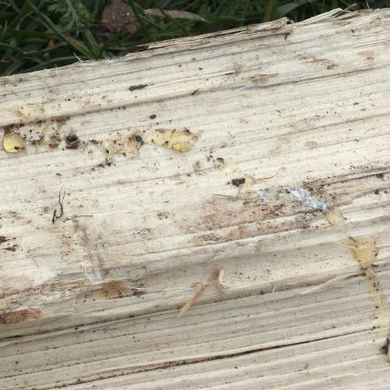 Baumharz aus Kleidung rausbügeln
