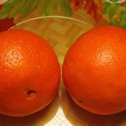 Orangen und andere Südfrüchte auf Frische testen