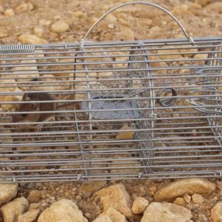 Mäuse finden, verjagen und nicht wiederkommen lassen