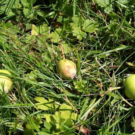 Falläpfel im Garten für Insekten und andere Tiere