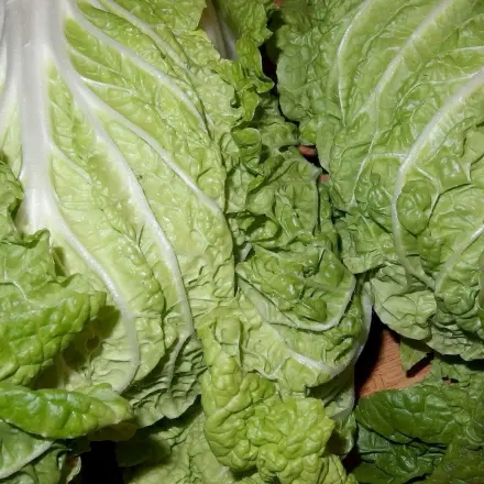 Der vielseitige Chinakohl