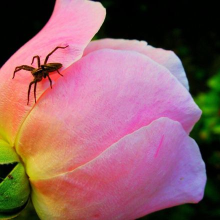 Spinnen mit Glas und Bierdeckel beseitigen