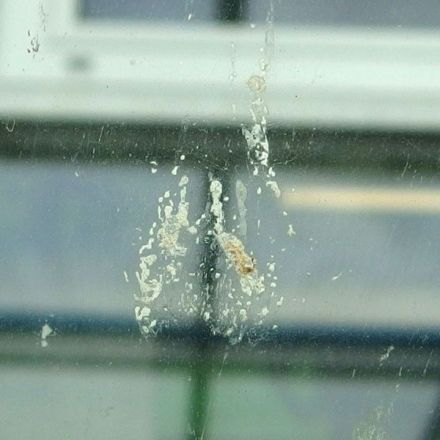 Insekten auf der Autoscheibe