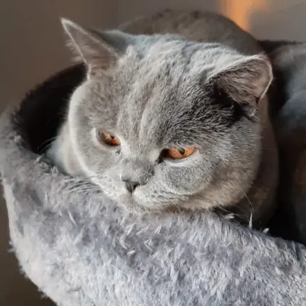 Der Katze endlich erfolgreich Tabletten geben