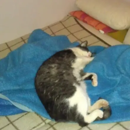 Ältere Katze friert - Katze Freude bereiten