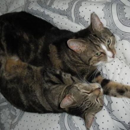 Katze / Kater weggelaufen - Mit Aufnahmegerät locken