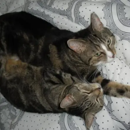 Katze / Kater weggelaufen - Mit Aufnahmegerät locken