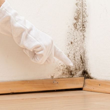 Schimmel bekämpfen ohne schädliche Chemie