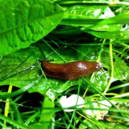 Nacktschnecken langfristig bekämpfen
