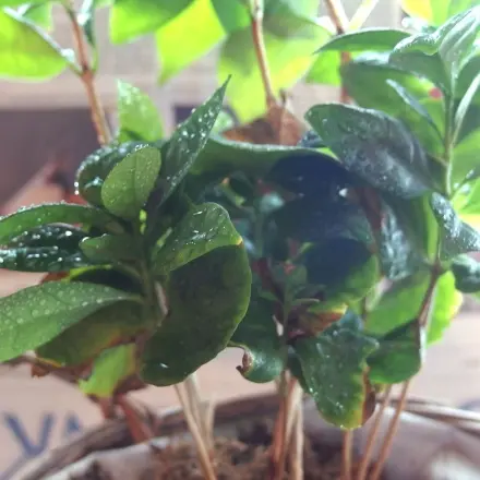 Blumen besprühen ohne bespritzte Fensterscheiben