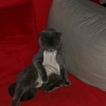 Katze nach der Kastration
