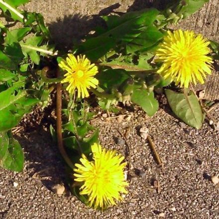 Löwenzahnflecken entfernen