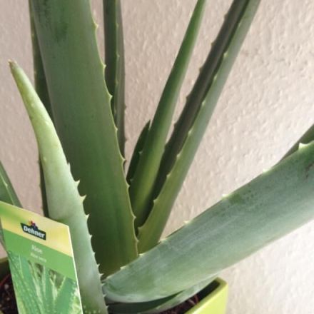 Aloe Vera vermehren