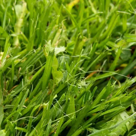 Gras- und Erdeflecken auf Hosen