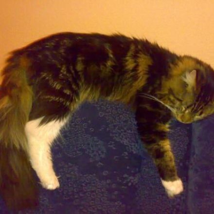 Katze wird nicht satt?