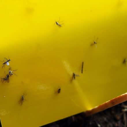 Trauermücken - was tun?