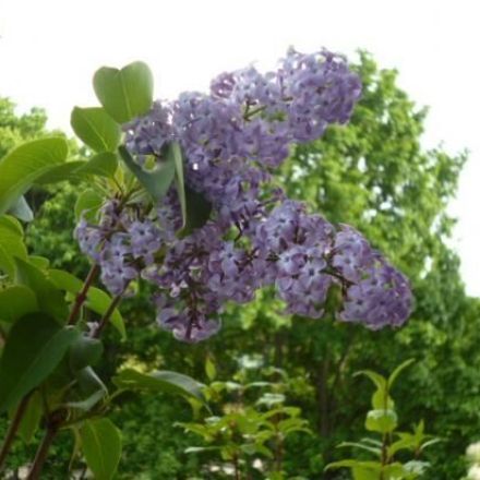 Anzuchthilfe für Sämlinge