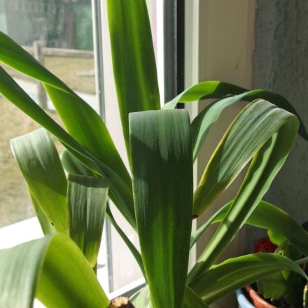 Beliebte pflegeleichte Zimmerpflanzen