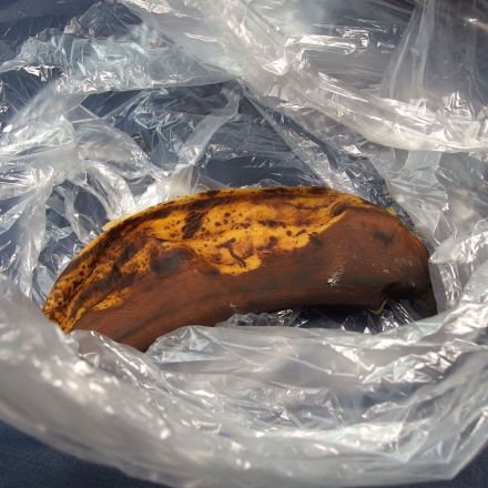 Fruchtfliegen in der Wohnung?