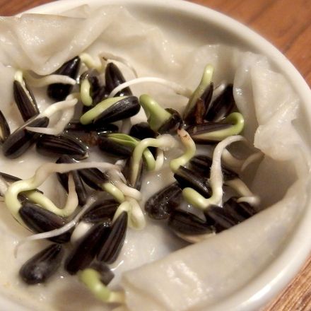 Sonnenblumenkerne für den Salat - gekeimt als Sprossen & geröstet