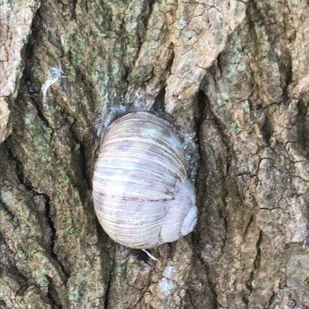Kupferdraht gegen Schnecken