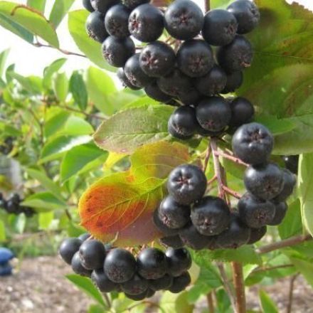 Marmelade aus Aroniabeeren