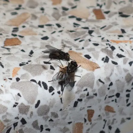 Fliegenfalle für Fruchtfliegen, Wespen und Fliegen