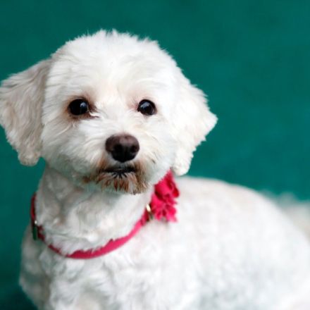 Wenn du Tiere liebst - sei doch mal Flugpate!