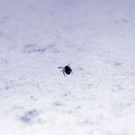 Ameisen aus der Wohnung vertreiben: Mit Köderdosen