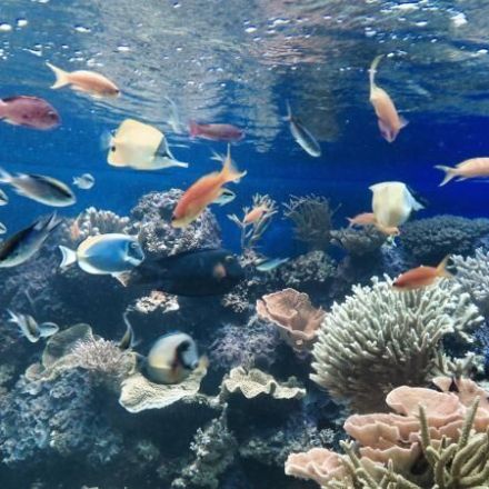 Schnecken aus Aquarium sammeln