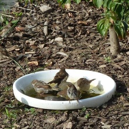 Waschbecken als Vogelbad und Vogeltränke