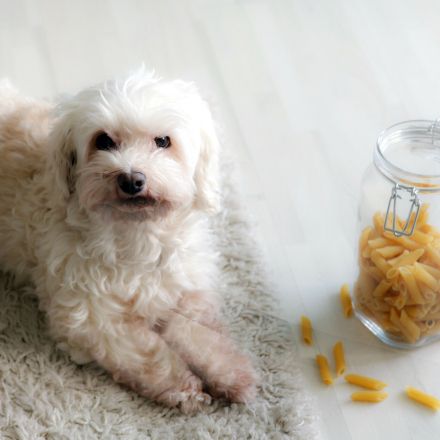 Hundeleckerli fast umsonst