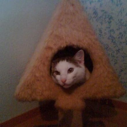 Katze pinkelt überall hin?