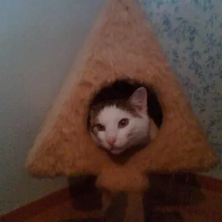 Katze pinkelt überall hin?