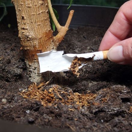 Trauermücken bekämpfen