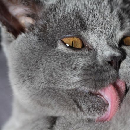 Katze Medikamente geben