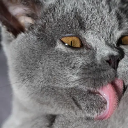 Katze Medikamente geben