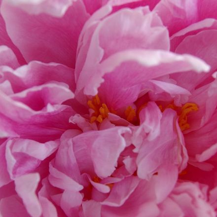 Blütenstaub richtig entfernen