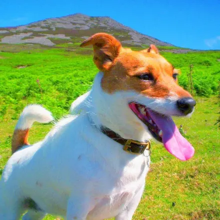 Mundgeruch beim Hund