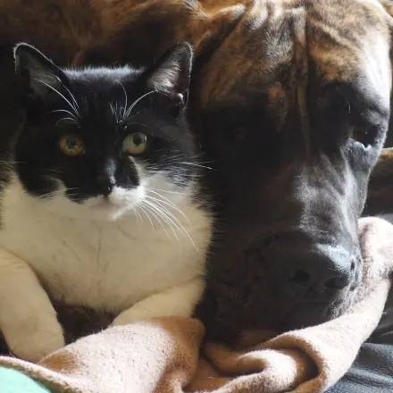 Glänzendes Fell für Hund und Katze