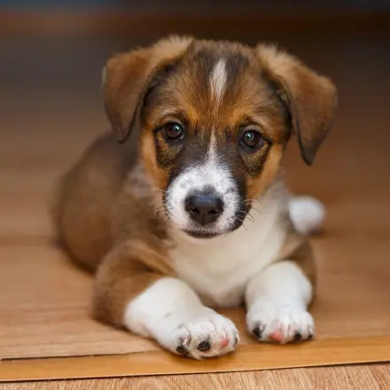 Selbstgemachtes Hundespielzeug: Hund in der Wohnung beschäftigen