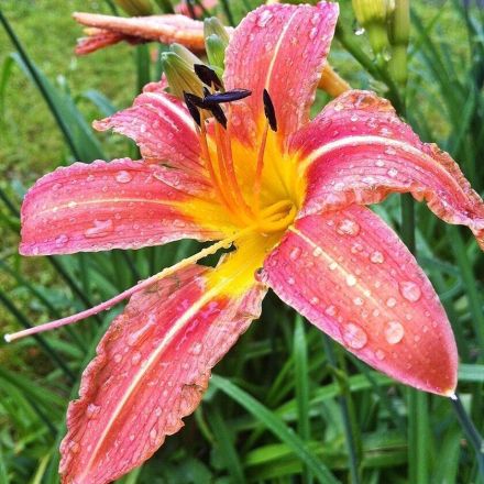 Maulwürfe umweltfreundlich mit Lilien vertreiben