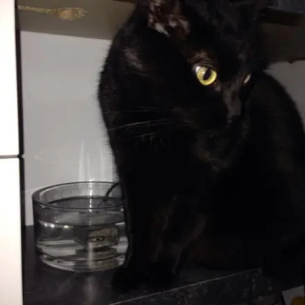 Katze günstig zum Trinken animieren