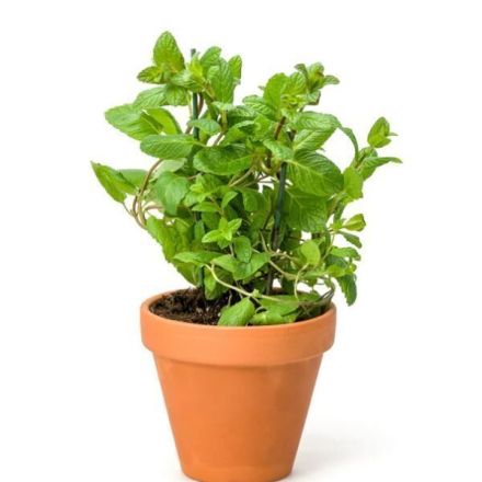 Minze einpflanzen und vermehren