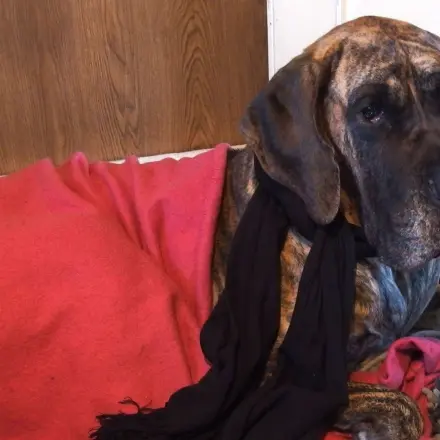 Den Hund richtig schützen - Tierkrankenversicherung