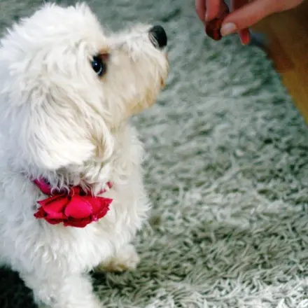 So frisst der Hund die Tablette