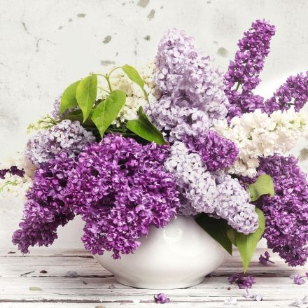 Flieder in der Vase hält länger