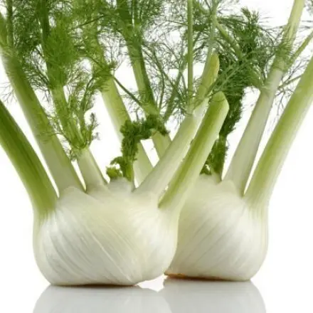Fenchel anbauen