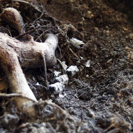 Zigarettenasche gegen jegliche Ungeziefer